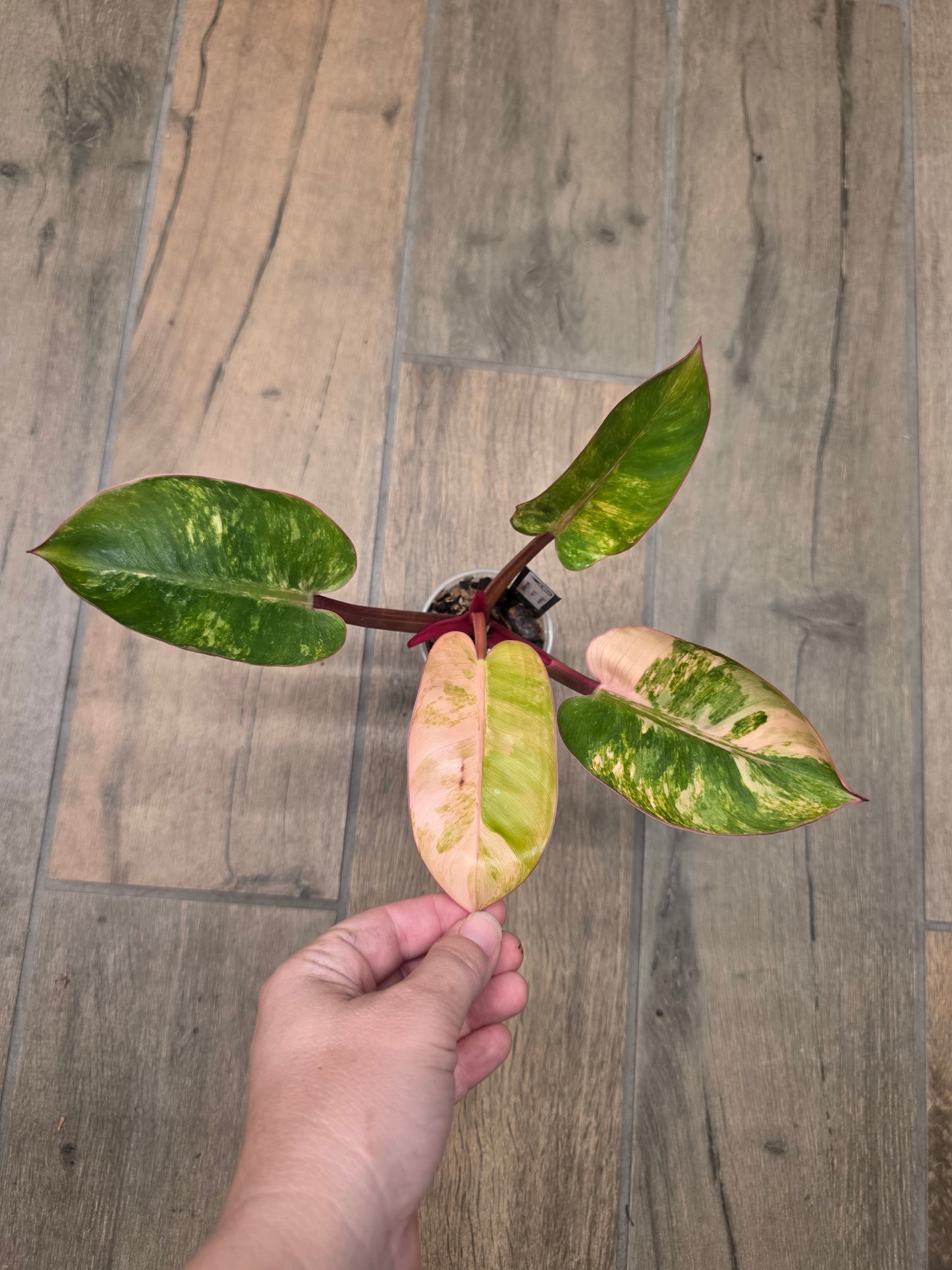 Philodendron Red Congo Marble