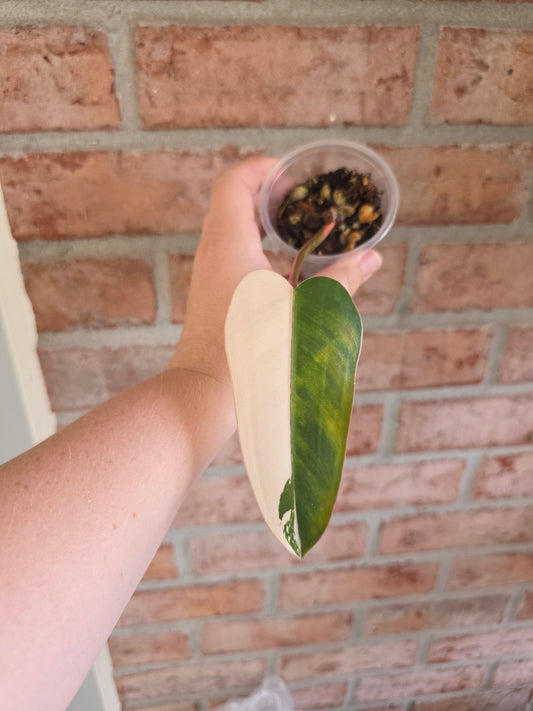 Philodendron Dark Lord PHP Albo/Pink