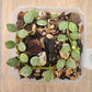 Dischidia Nummularia Variegated