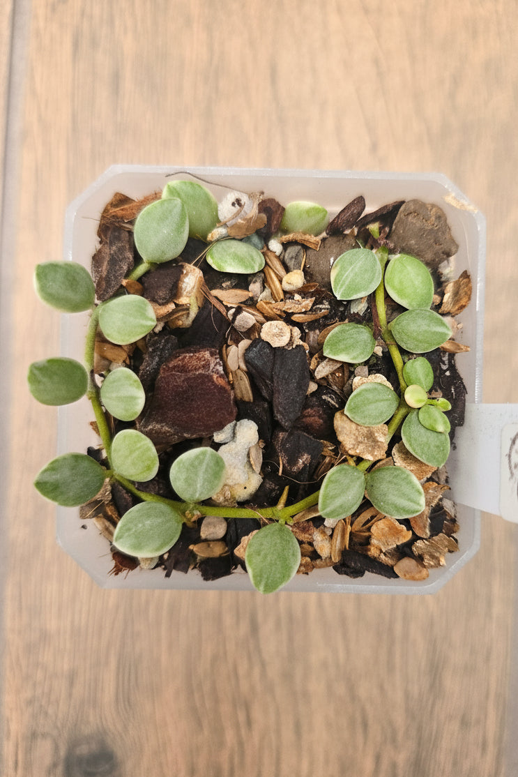 Dischidia Nummularia Variegated