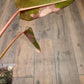 Philodendron Dark Lord Albo/Pink