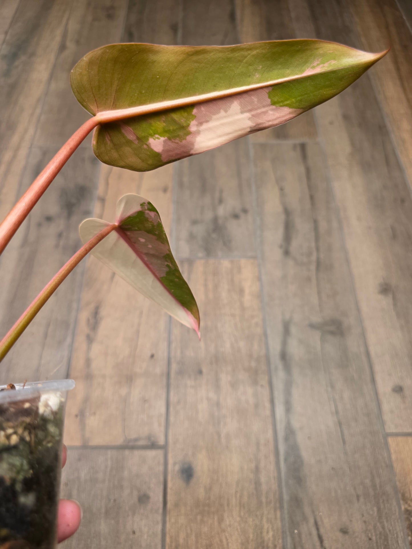 Philodendron Dark Lord Albo/Pink