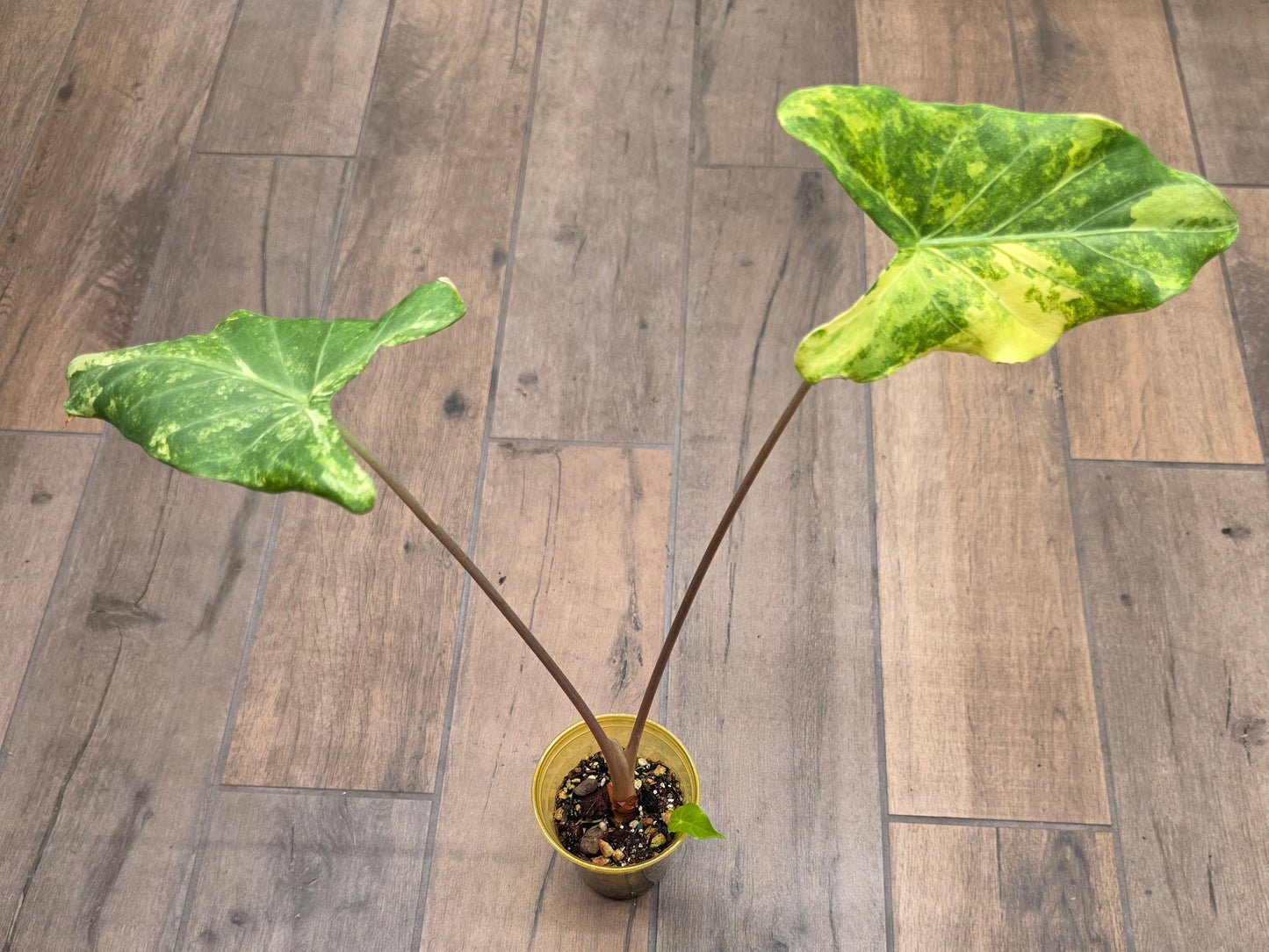 Alocasia Calidora X Pink Dragon Aurea