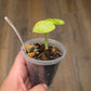 Alocasia Ninja Splash