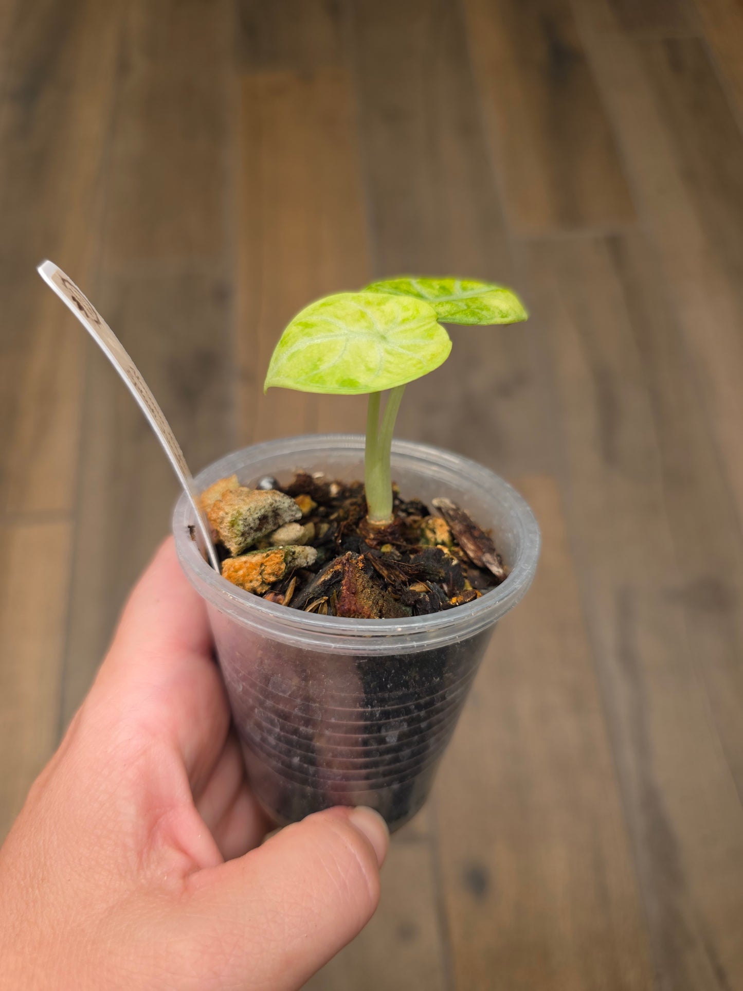 Alocasia Ninja Splash