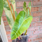 Philodendron Billietiae Variegated