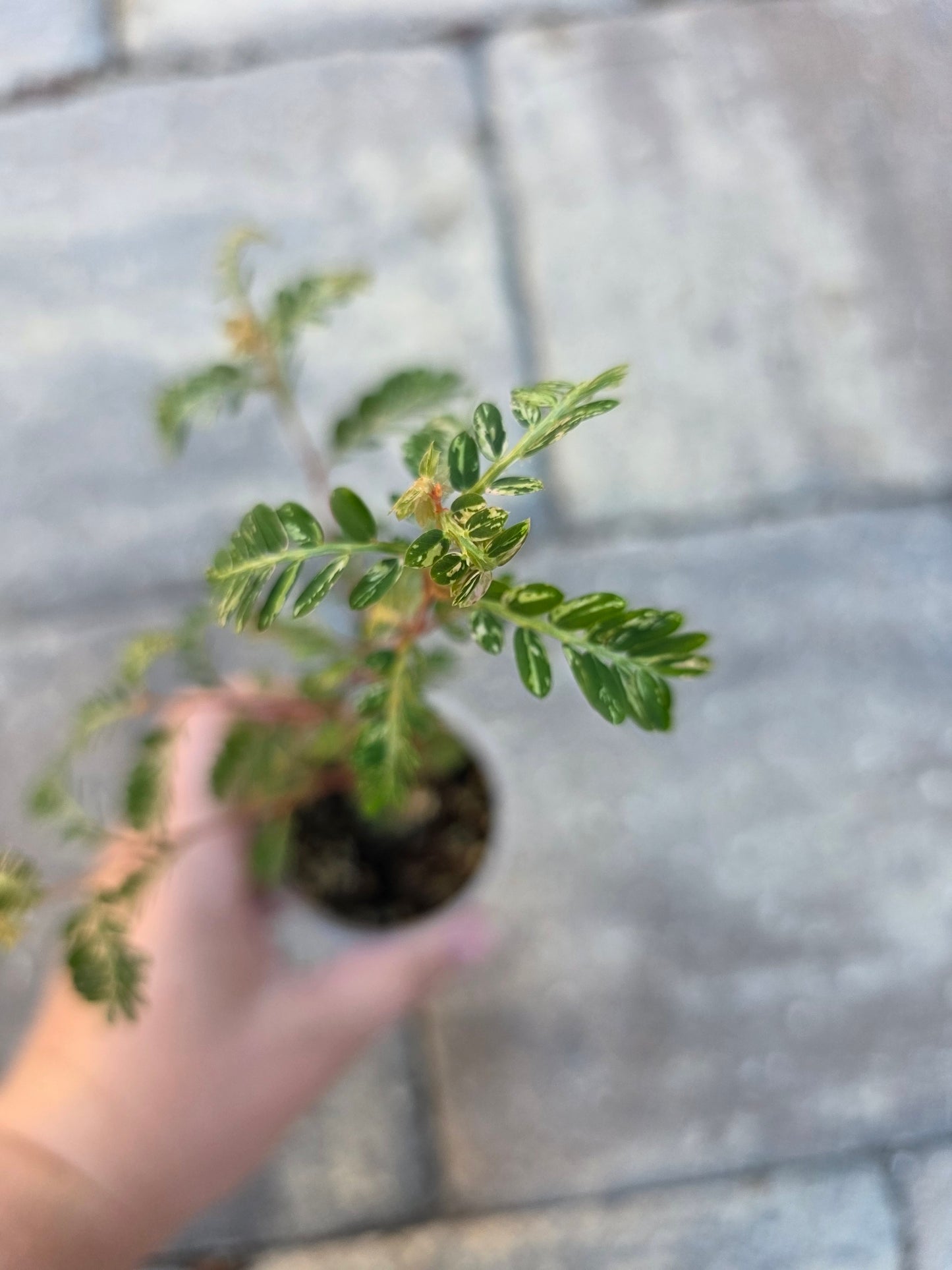 Phyllanthus Urinaria Variegated