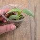 Philodendron Silver Sword Variegated