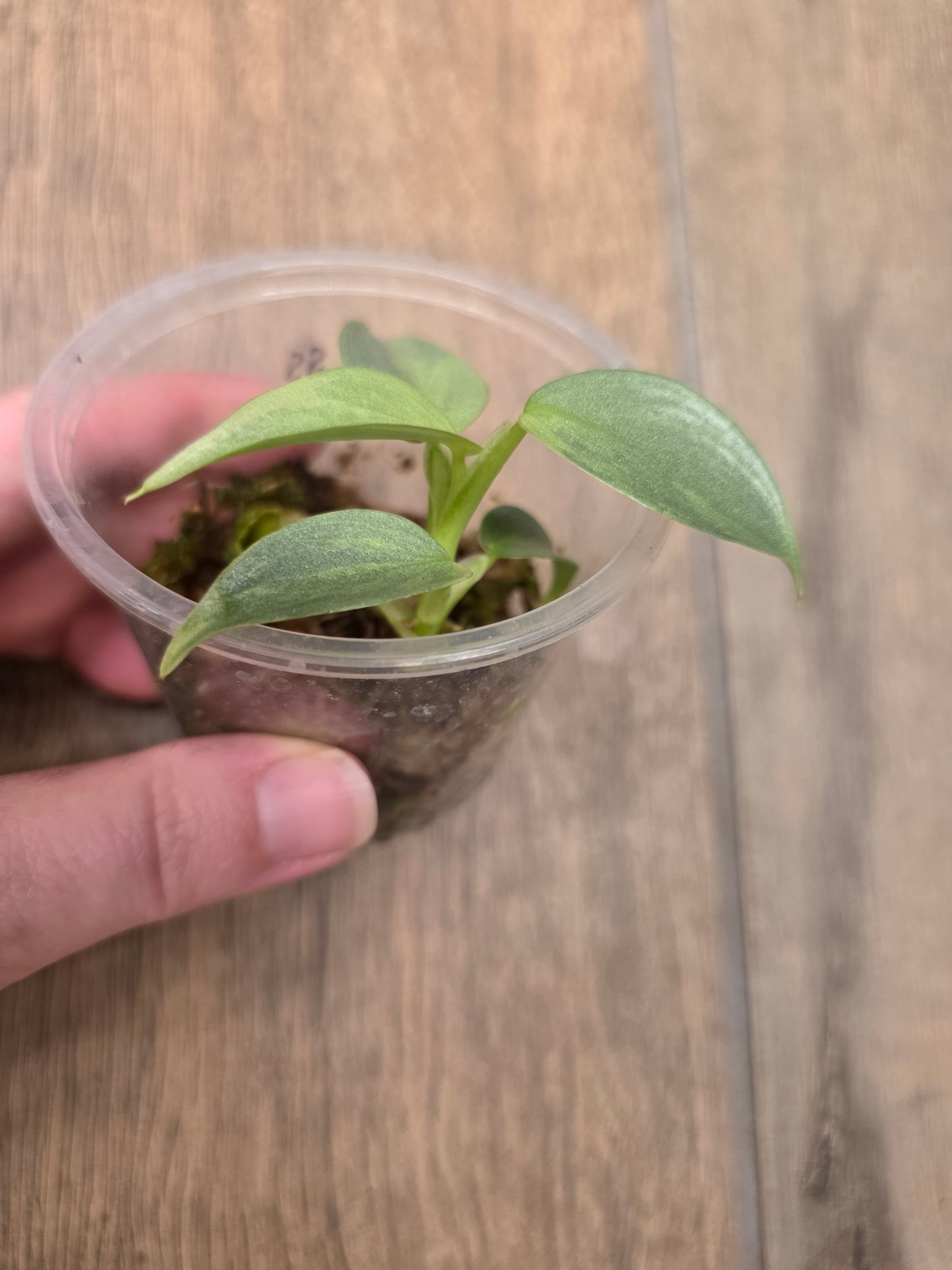 Philodendron Silver Sword Variegated