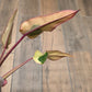 🦄  EXCLUSIVE- Philodendron Phantom Flame 🦄