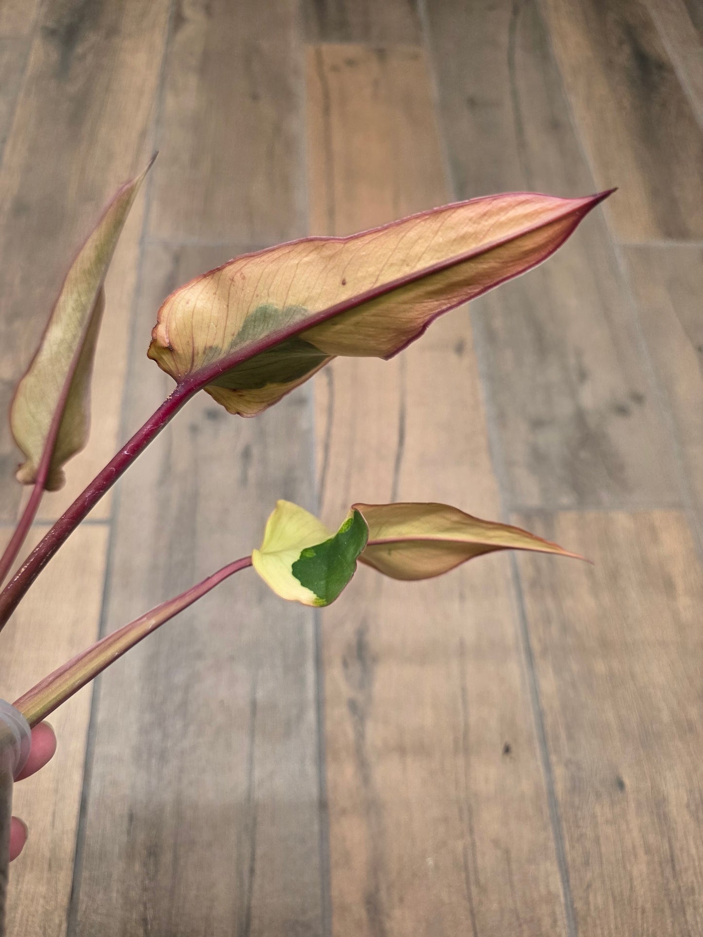 🦄  EXCLUSIVE- Philodendron Phantom Flame 🦄