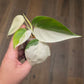 Philodendron Hederaceum Albo Variegated