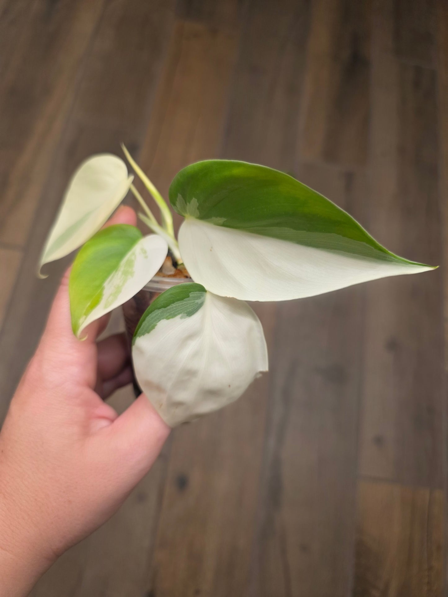 Philodendron Hederaceum Albo Variegated