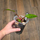 Philodendron Orange Princess