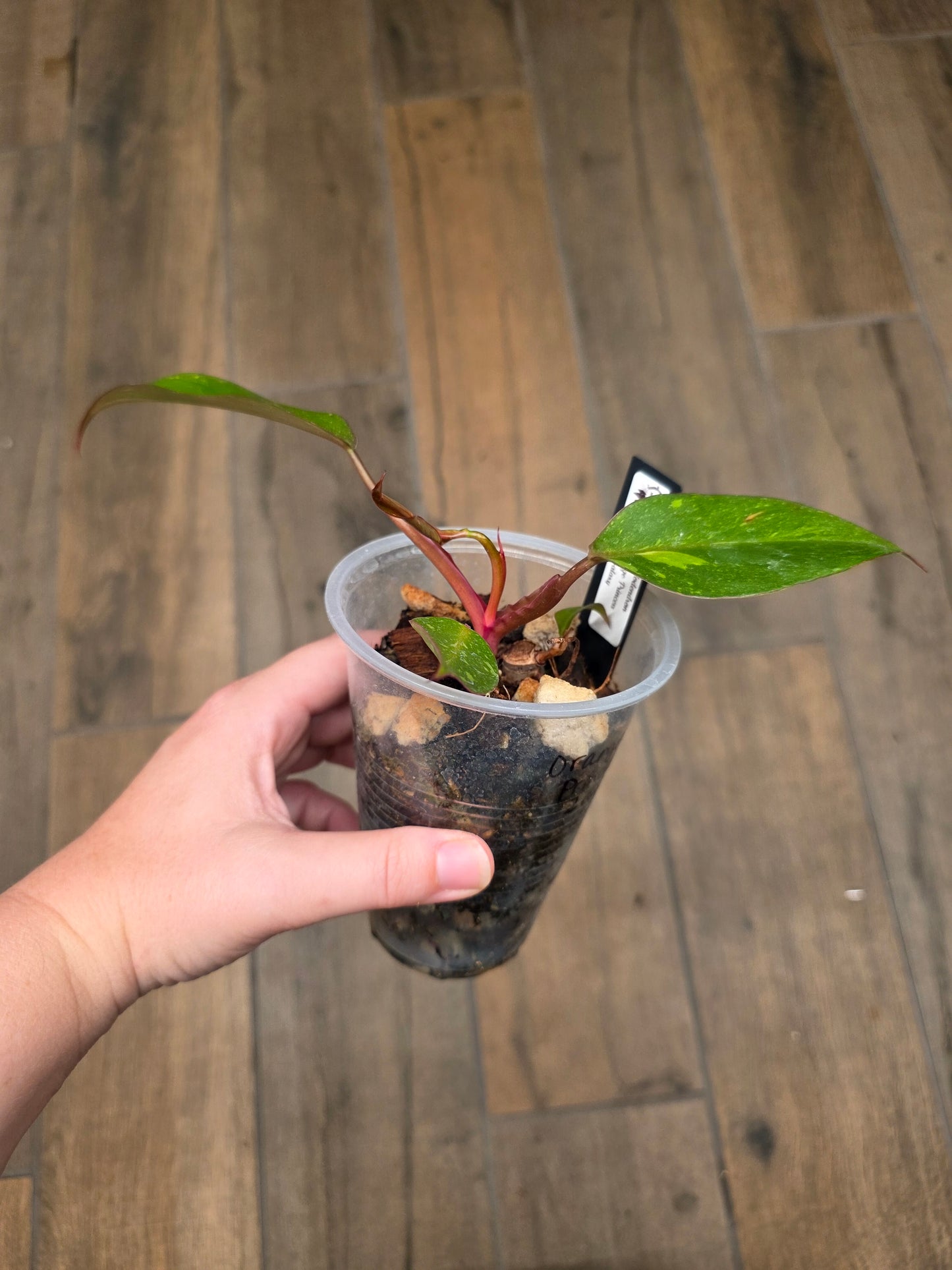 Philodendron Orange Princess