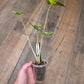 Alocasia Shock Treatment Aurea Variegated