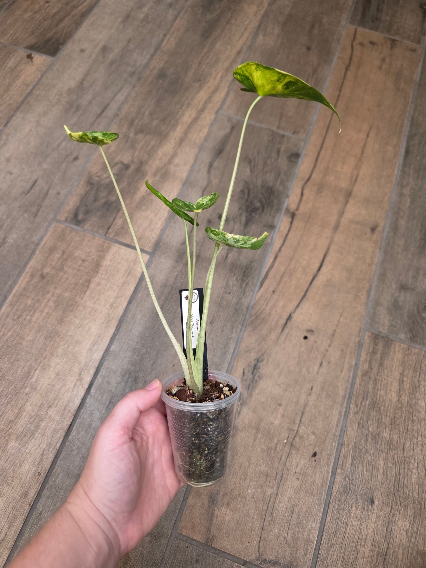 Alocasia Shock Treatment Aurea Variegated