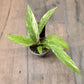 Anthurium Vittarifolium Variegated