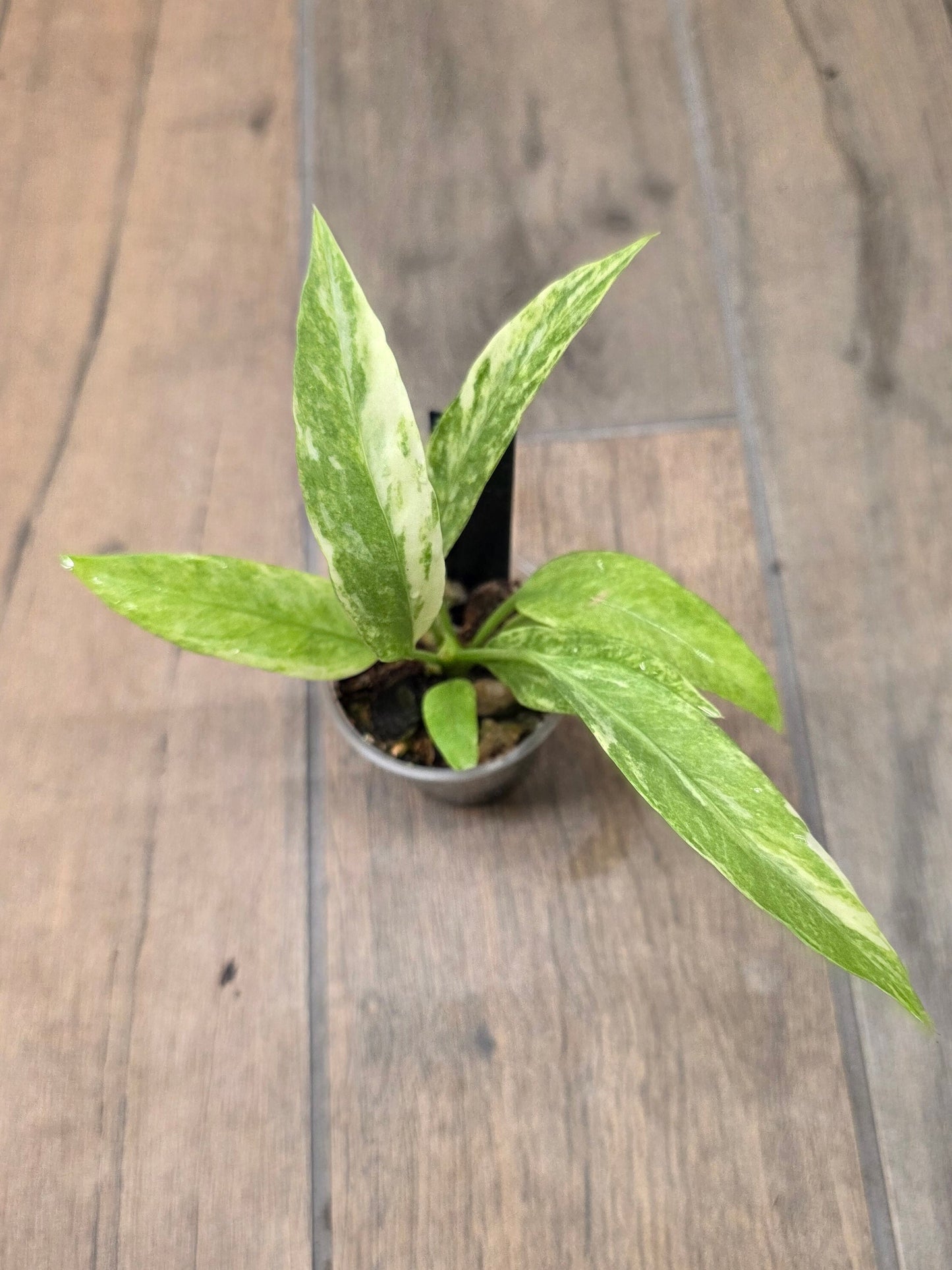 Anthurium Vittarifolium Variegated
