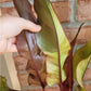 Philodendron Phantom Flame FIRST EVER RELEASE! 🦄