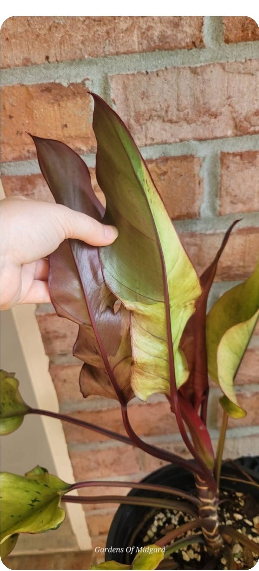 Philodendron Phantom Flame FIRST EVER RELEASE! 🦄