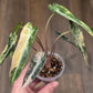 Alocasia Bambino Aurea Variegata