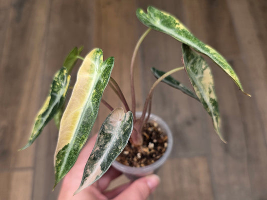 Alocasia Bambino Aurea Variegata