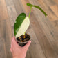 Syngonium Chiapense Variegata