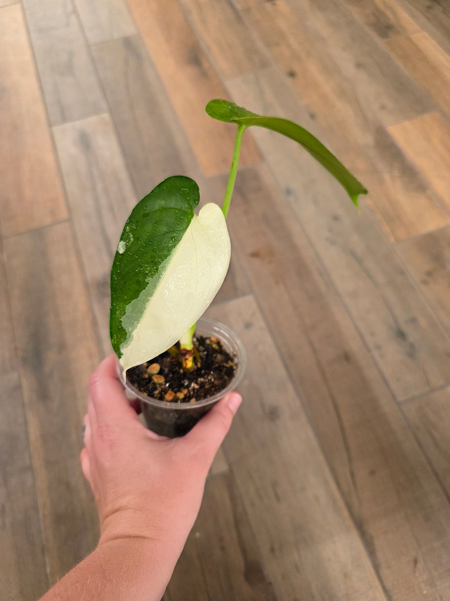 Syngonium Chiapense Variegata