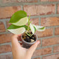 Philodendron Hederaceum Albo Variegata