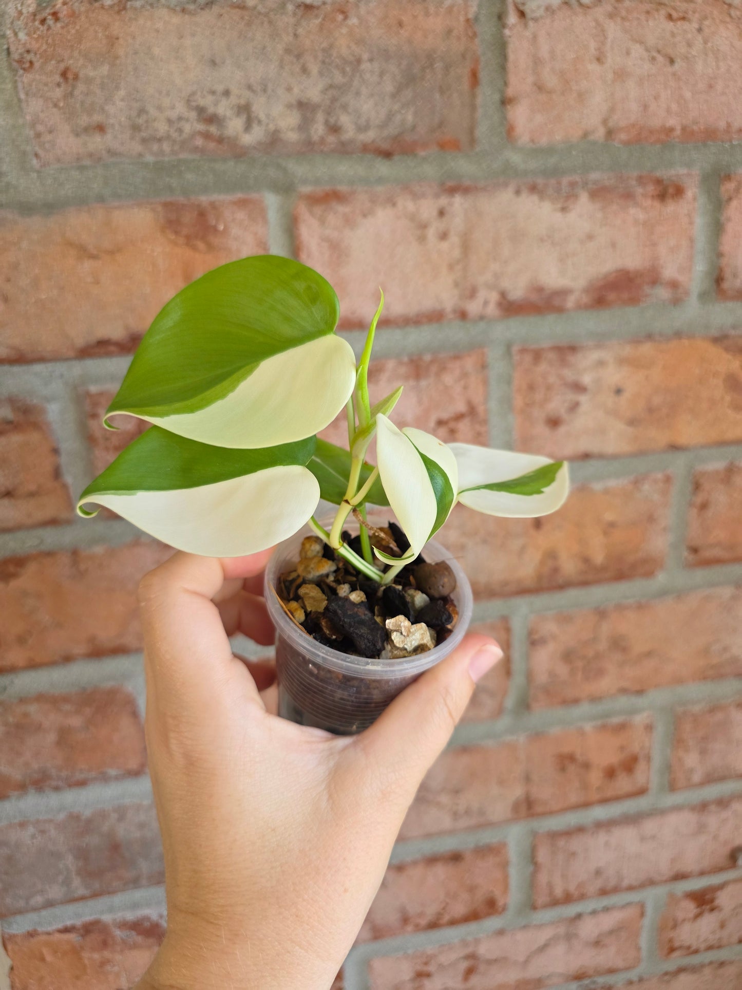 Philodendron Hederaceum Albo Variegata