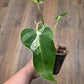 Philodendron Emerald Ice