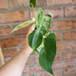 Philodendron Emerald Ice