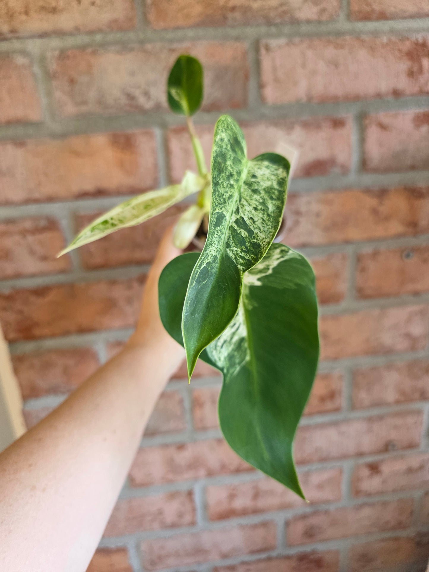 Philodendron Emerald Ice