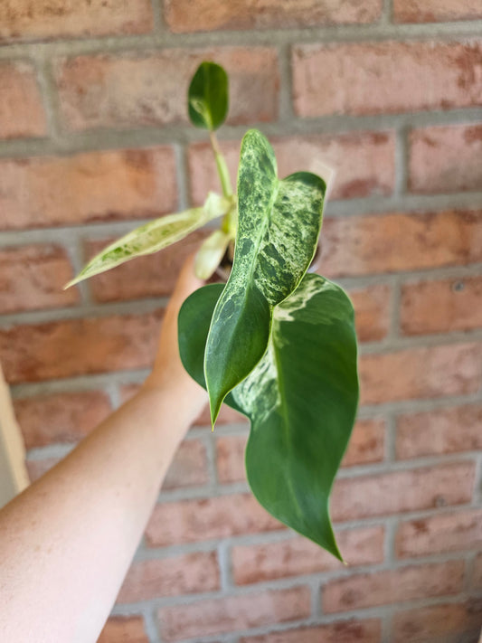 Philodendron Emerald Ice