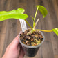Philodendron Minnarum Aurea Variegated