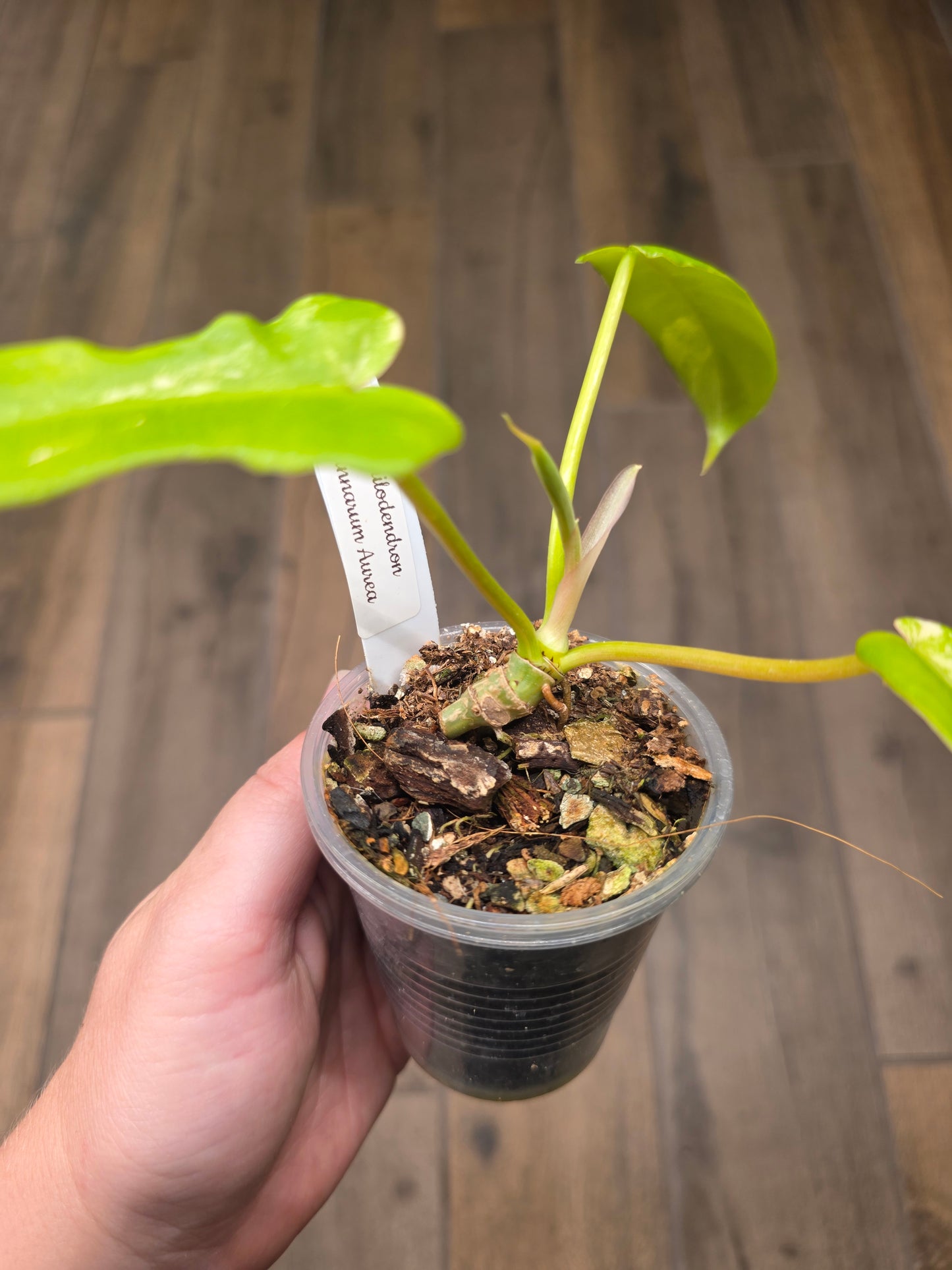 Philodendron Minnarum Aurea Variegated