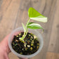 Philodendron Hederaceum Albo Variegated