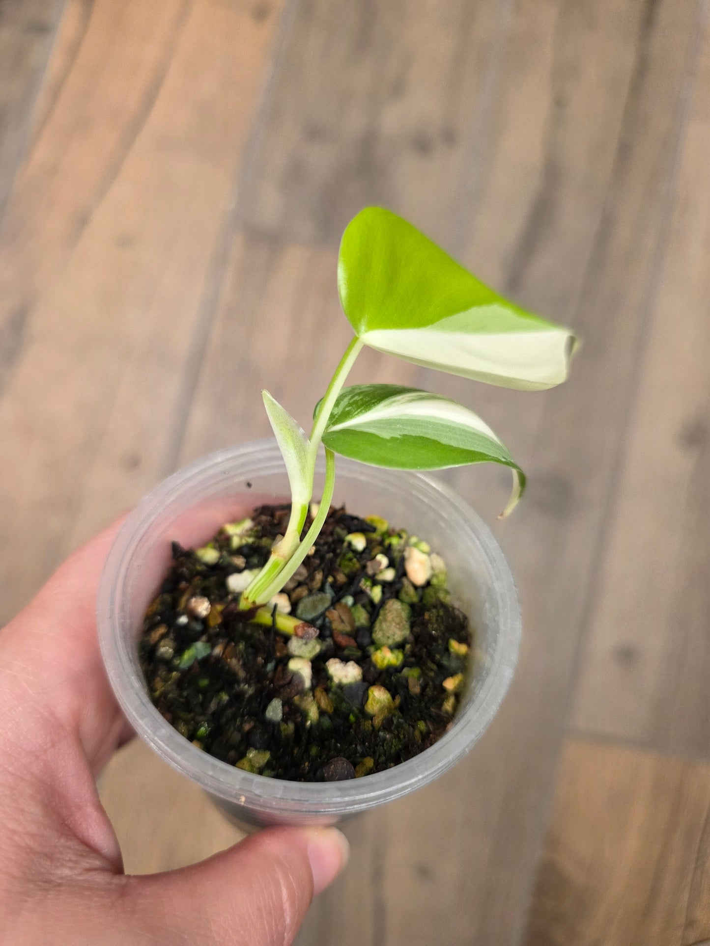 Philodendron Hederaceum Albo Variegated