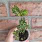 Phyllanthus Urinaria Pink Variegated
