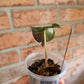 Alocasia Venom