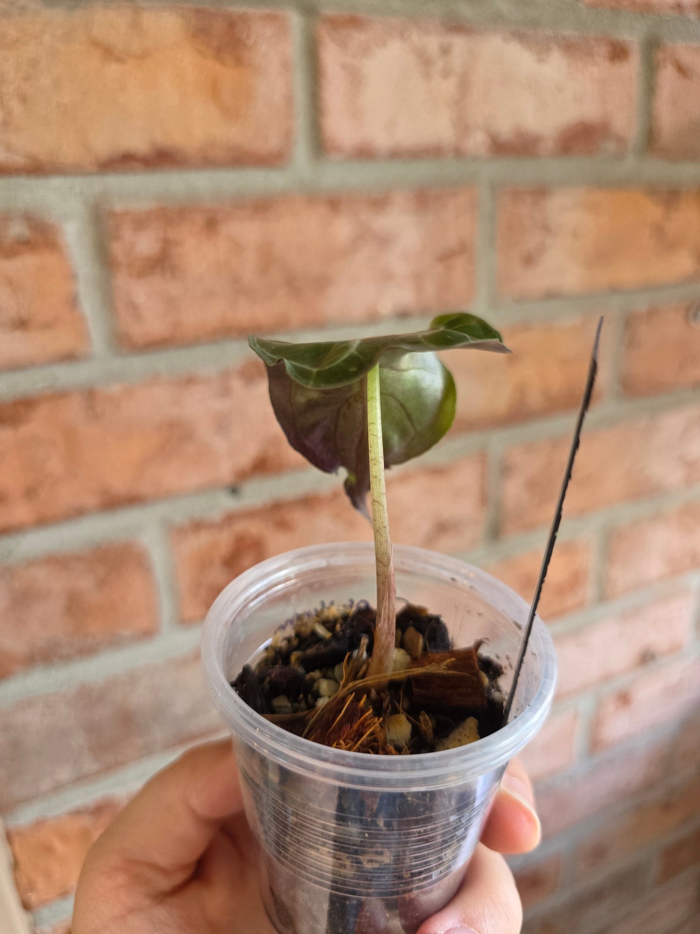 Alocasia Venom
