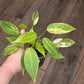 Philodendron Avocado Shake 2 in 1