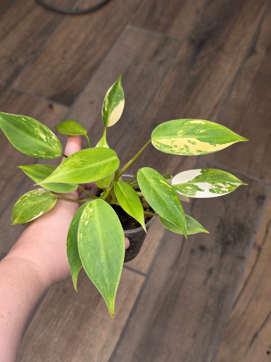 Philodendron Avocado Shake 2 in 1