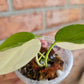 Philodendron Hederaceum Albo Variegata