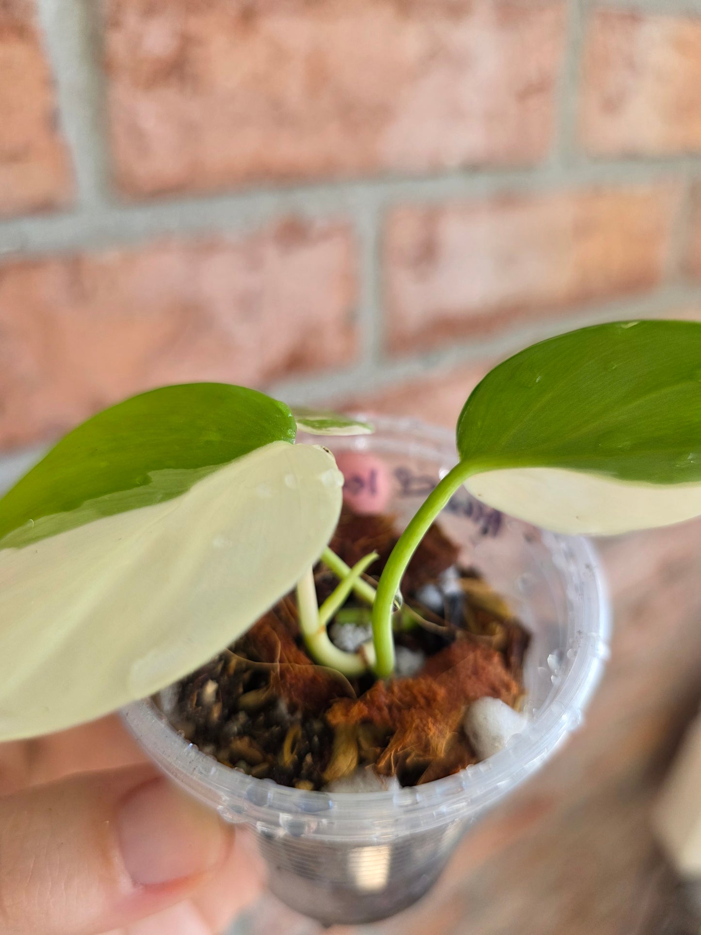 Philodendron Hederaceum Albo Variegata