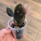 Raven ZZ Pink Variegated