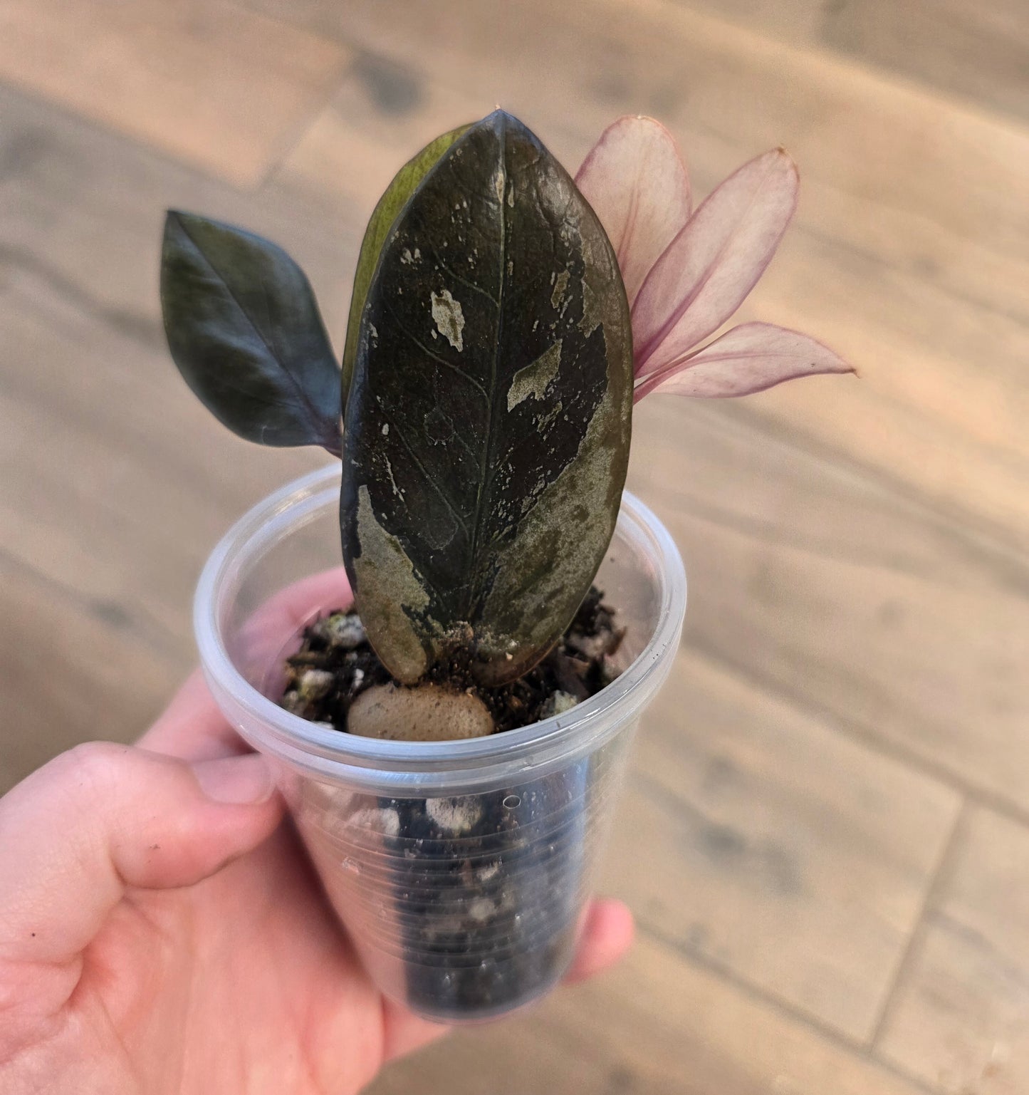 Raven ZZ Pink Variegated