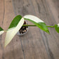 Epipremnum Giganteum Albo Variegated