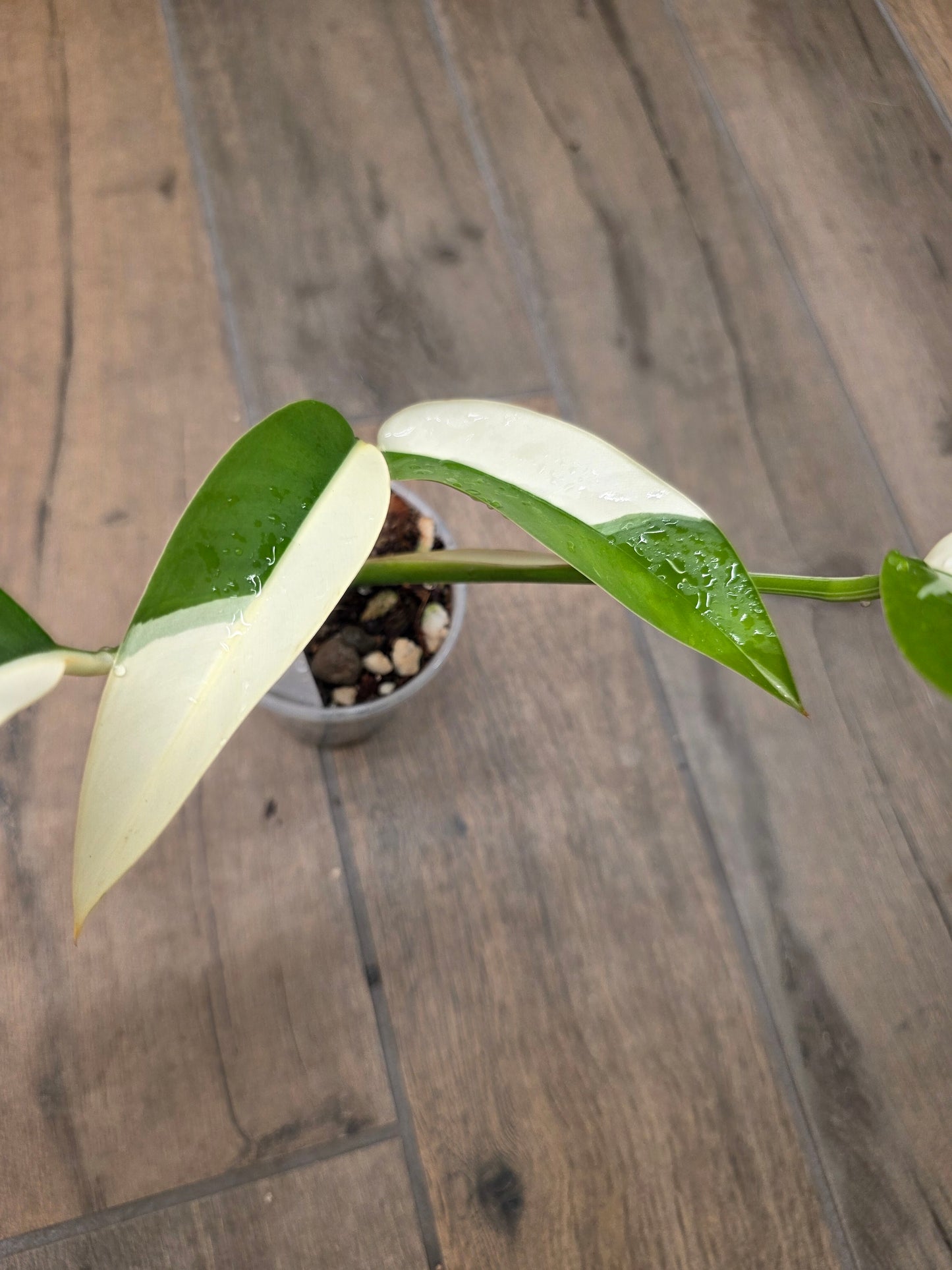 Epipremnum Giganteum Albo Variegated